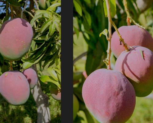 Mangos6