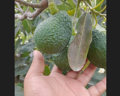 Palta
