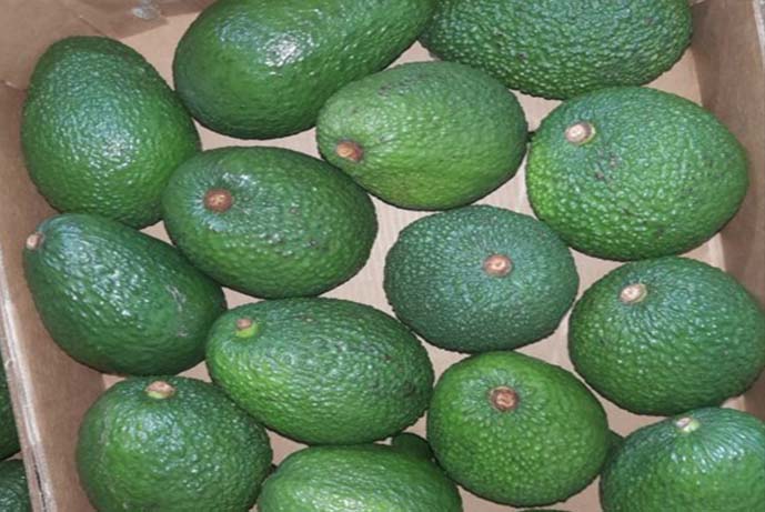 Palta2