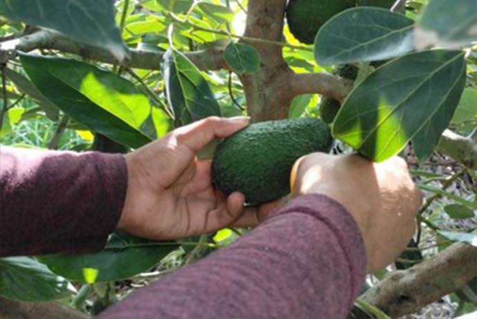 Palta3