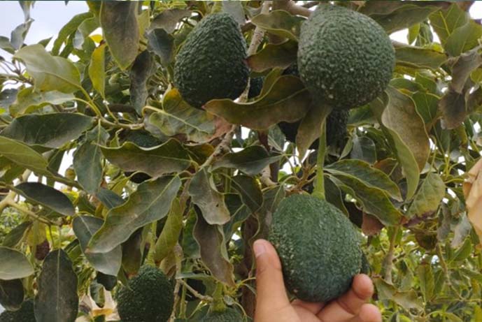 Palta4
