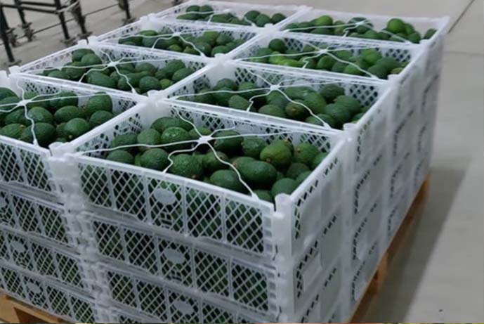 Palta5