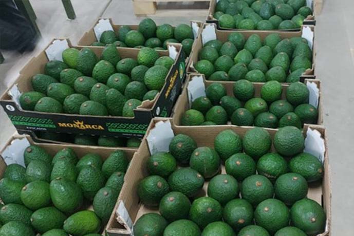 Palta6