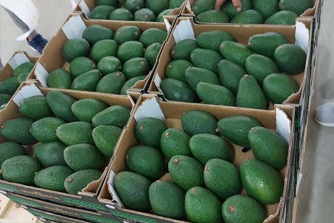 Palta7