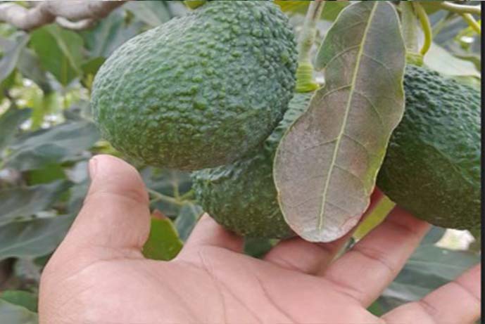 Palta8
