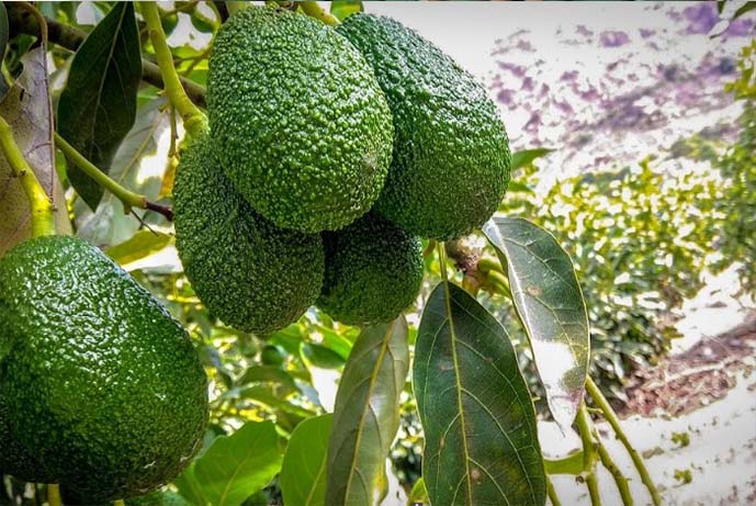 Palta9