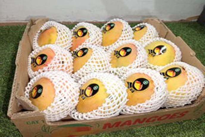 mango1
