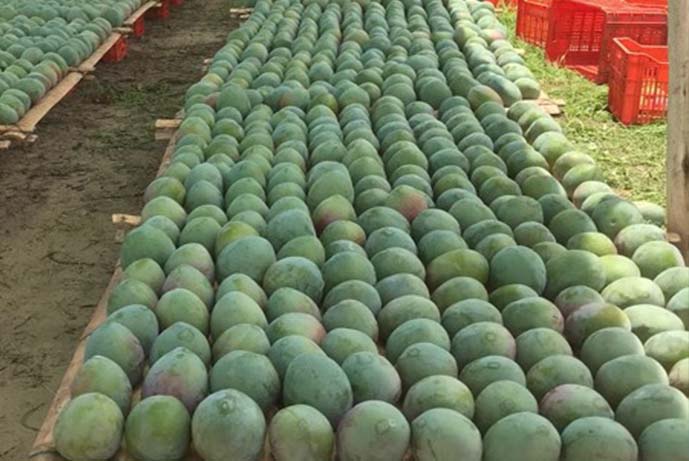 mango3