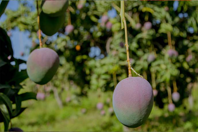 mango4