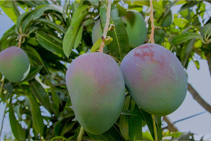 mango6