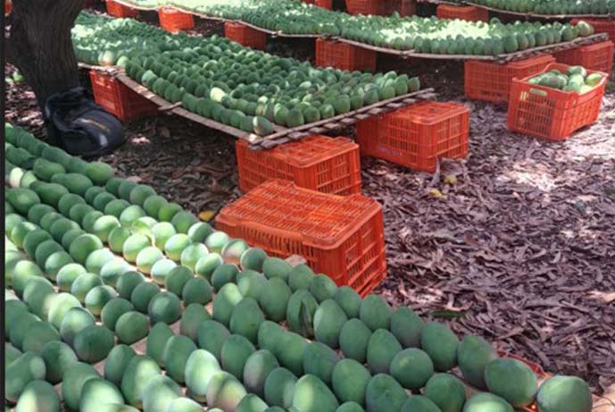mango7